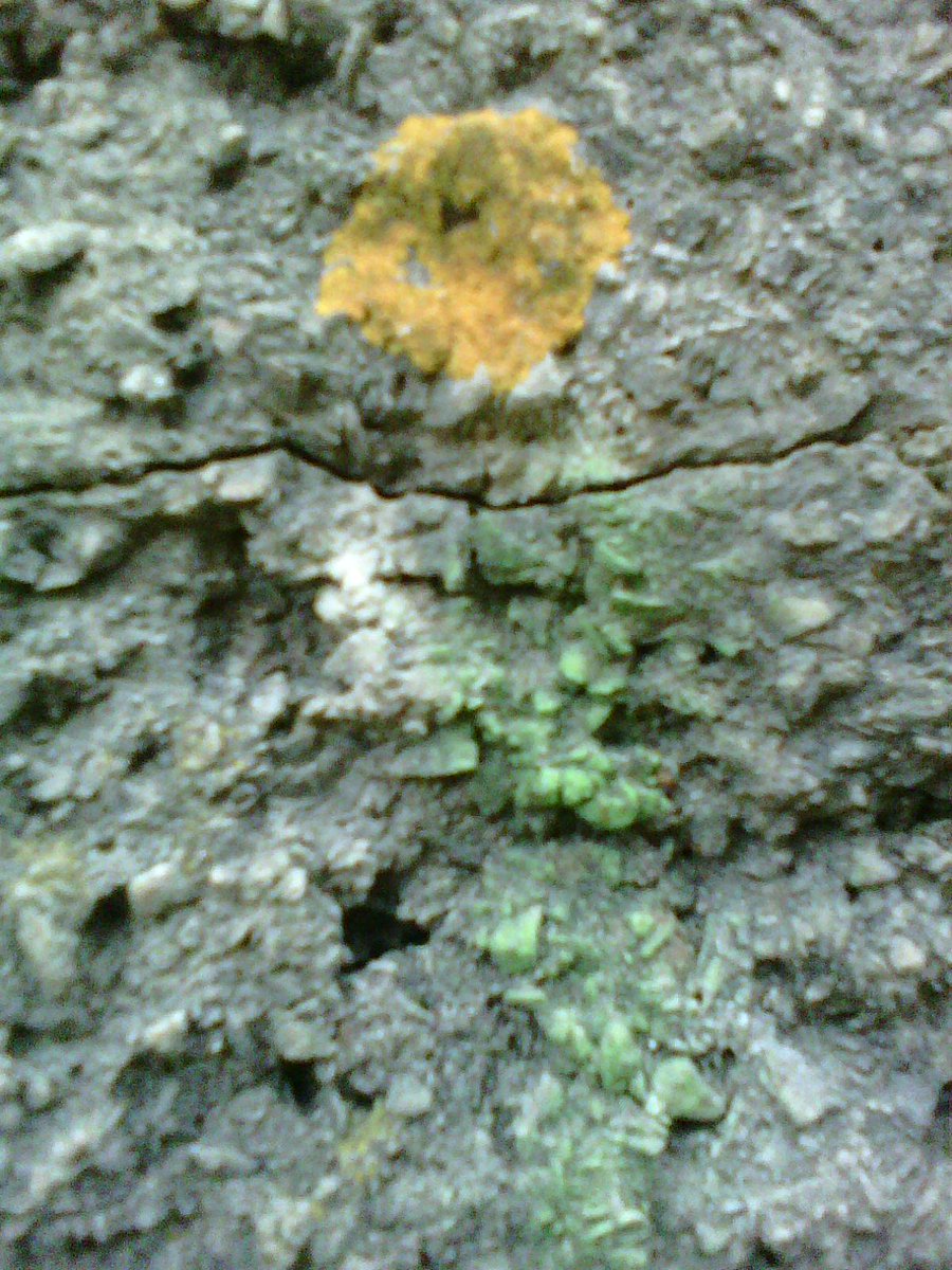 I knew the space was growing and nobody asked me. I knew there are few cardinal things and a ton of minutia- I knew lichen and lichen are not the same lichen but nobody asked- you people do not know: spill it out. Just ask.