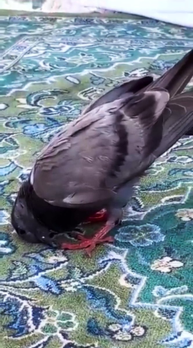 AllahGreatQuran's tweet photo. A bird 🦅 bowing towards Kabah! Subhan’Allah https://t.co/pFepqzwTRC