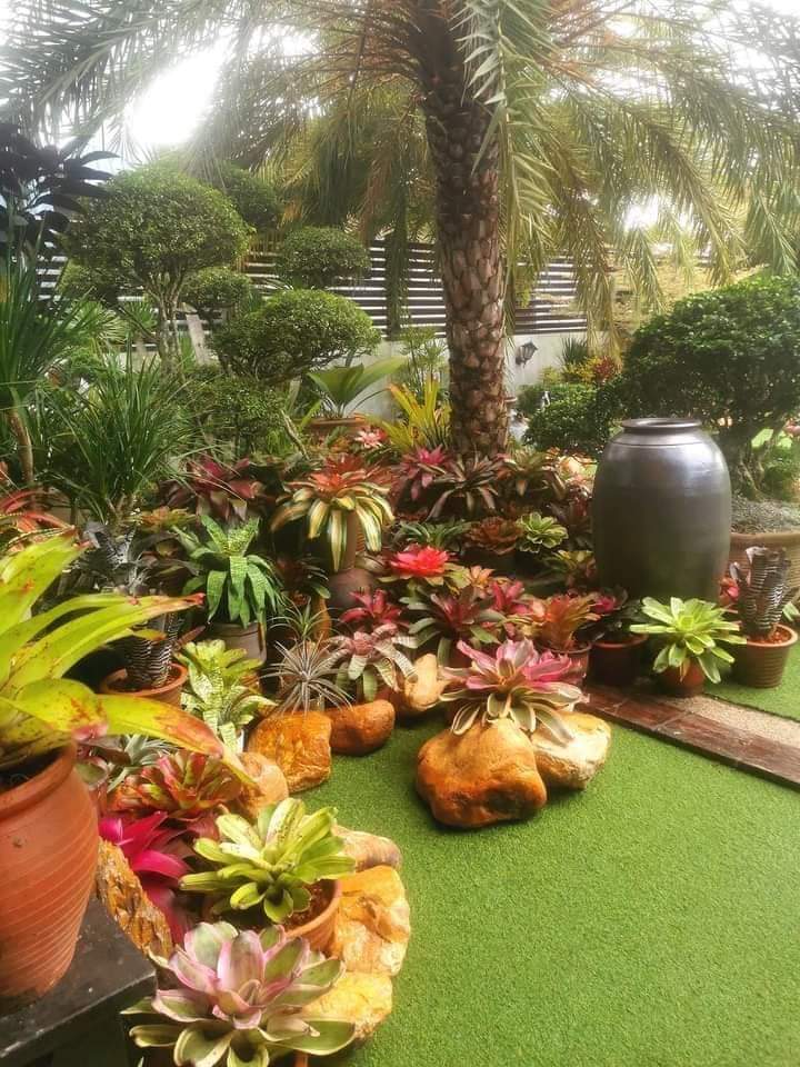 thichsanvuon's tweet photo. Dứa màu Nam Mỹ
Thích nắng vừa, trồng không cần đất, sống khá lâu, đẻ con nhiều...
#duamau #duamaunammy https://t.co/fxtEVGWNvE