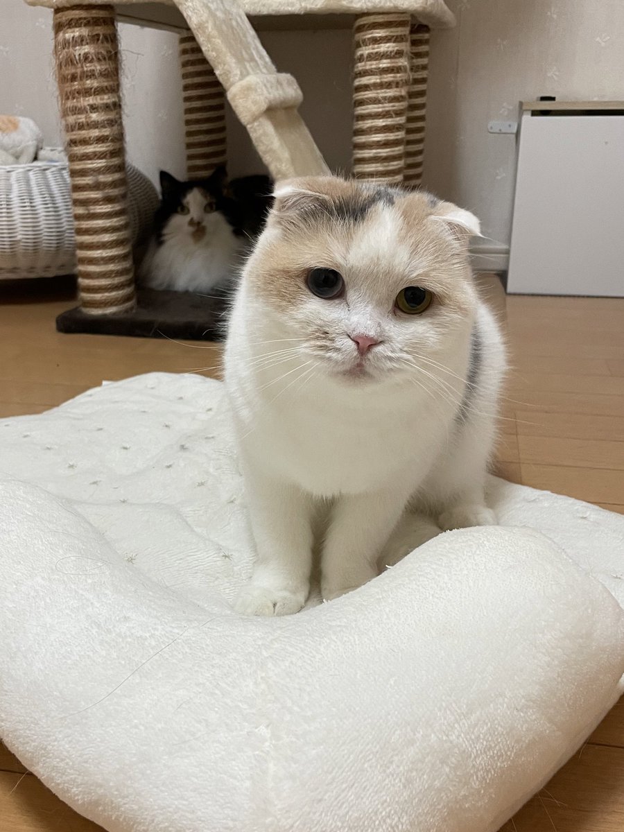 bonbon270's tweet photo. 三毛ズのレアなツーショット https://t.co/U4m1LUzLj8