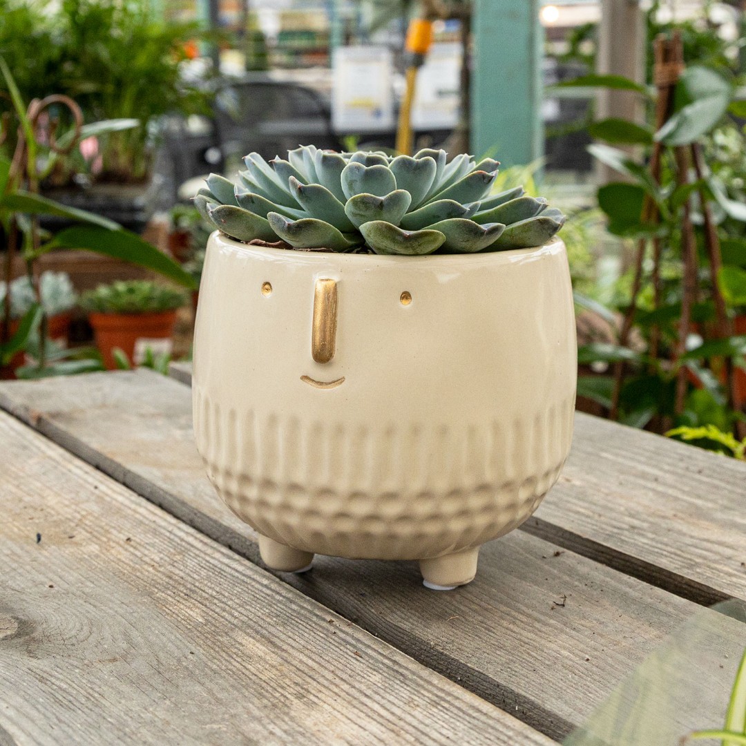 OxGardenCentre's tweet image. Create your very own little Goldie with one of these Apta planters!
Available in 3 colours, you can add any houseplant you like &amp;amp; style it with wacky hair!
Great #Christmas present that's guaranteed to put a smile on the recipient's face.
ow.ly/Uuic50Q6Ukf
#oxford #fungift