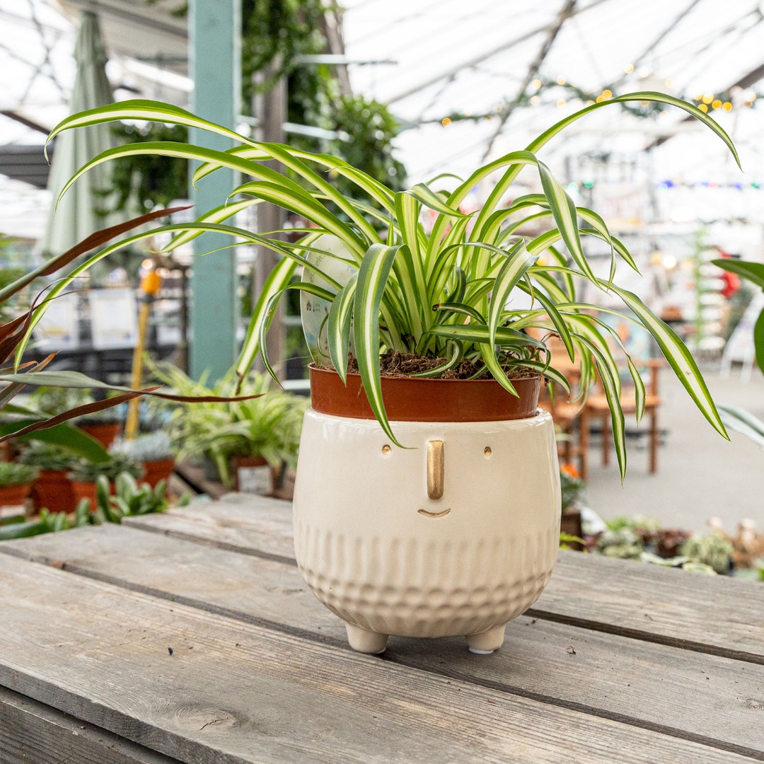 OxGardenCentre's tweet image. Create your very own little Goldie with one of these Apta planters!
Available in 3 colours, you can add any houseplant you like &amp;amp; style it with wacky hair!
Great #Christmas present that's guaranteed to put a smile on the recipient's face.
ow.ly/Uuic50Q6Ukf
#oxford #fungift