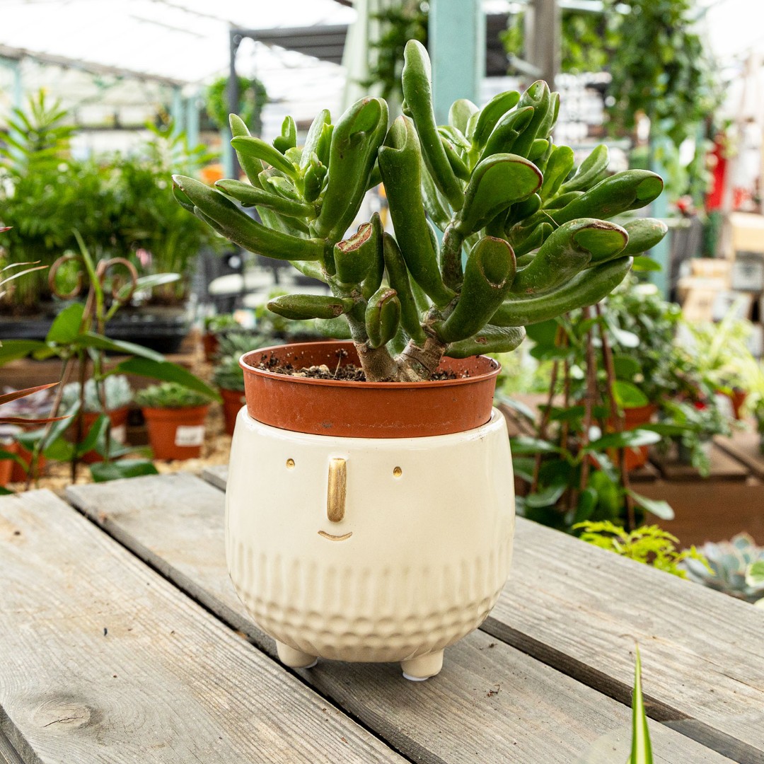 OxGardenCentre's tweet image. Create your very own little Goldie with one of these Apta planters!
Available in 3 colours, you can add any houseplant you like &amp;amp; style it with wacky hair!
Great #Christmas present that's guaranteed to put a smile on the recipient's face.
ow.ly/Uuic50Q6Ukf
#oxford #fungift