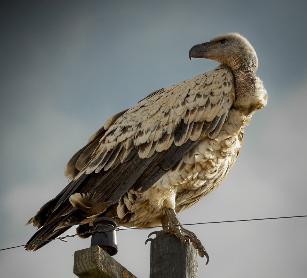 overbergcrane's tweet photo. It’s always a joy seeing a #CapeVulture in the #Overberg. This one was photographed close to De Hoop Nature Reserve.

Cape Vultures are listed as #Vulnerable, with only 4500 breeding pairs remaining. The #Overberg is home to the Potberg colony, which is a protected breeding site. https://t.co/RFSFEccSgn