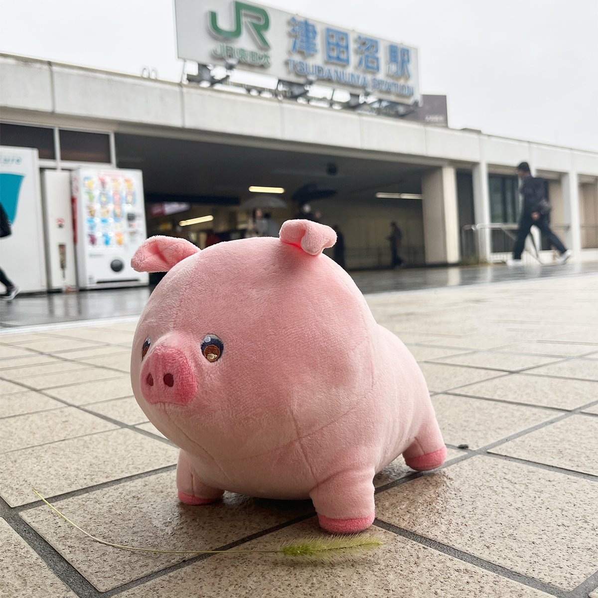 ·NEXT🐖STATION ➤ 12:30 post #豚のレバーは加熱しろ #豚レバ