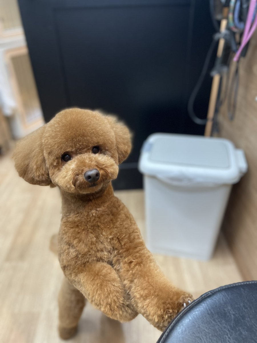 poochies11's tweet photo. こうしたら　オヤツ貰えのでしょ？

(すぐに覚えてポーズする　ぼく😂)

#POOCHIES #プーチーズ #プードル #トリミング #ペットサロン #大鳥商栄会  #目黒 #下目黒 #tokyo #japan #dog #grooming #doglife #doglover #cutepet https://t.co/IWMOlPCEVP
