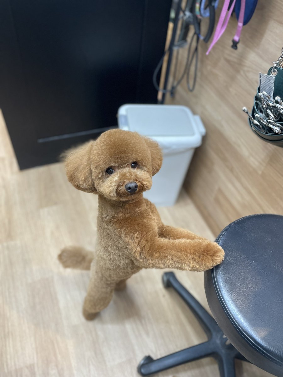 poochies11's tweet photo. こうしたら　オヤツ貰えのでしょ？

(すぐに覚えてポーズする　ぼく😂)

#POOCHIES #プーチーズ #プードル #トリミング #ペットサロン #大鳥商栄会  #目黒 #下目黒 #tokyo #japan #dog #grooming #doglife #doglover #cutepet https://t.co/IWMOlPCEVP