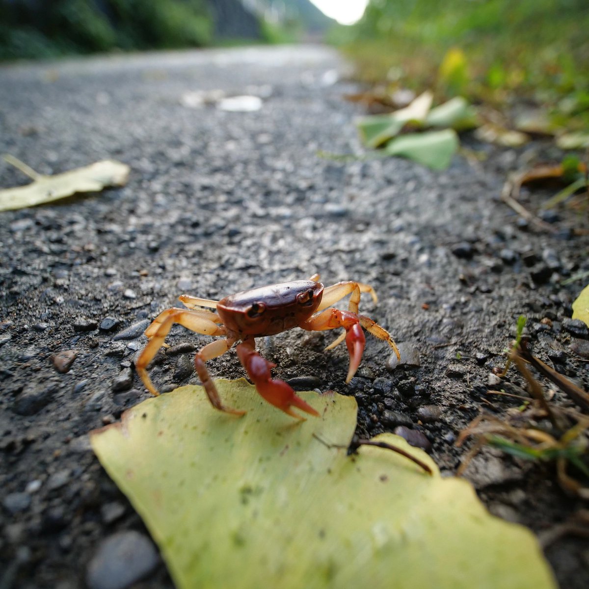 Pont sans garde-corps sur la #rivière #Shimanto et un #crabe randonneur

#LumixG9 #laowa7_5mm

instagram.com/p/CzvmE04rwqK/