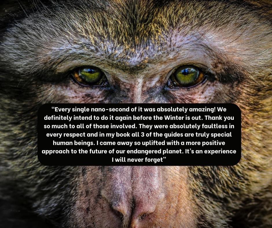 You can't get much better feedback than that 🤩

Lovely comments from a guest who thoroughly enjoyed our very first Winter Walk Private Tour Experience last weekend❤️

Booking closes at 12pm today.

If you fancy a private tour around a 60-acre Monkey Forest with a Barbary macaque