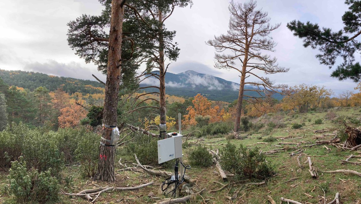 Time to update and maintain our #sapflow measuring site of declining Scots pine #FieldPhotoFriday