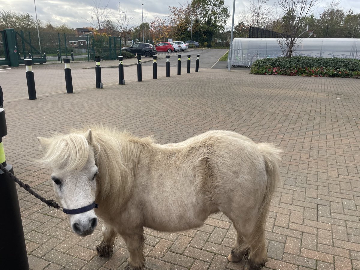 Babington_Safe's tweet photo. Goodbye Buster and Co  😞 We will miss you. Thank you to #thewayofthehorse #equinetherapy for all the support you have given our students over the years #lwlat #babingtonacademy #proudtobebabington https://t.co/HzRzovw20L