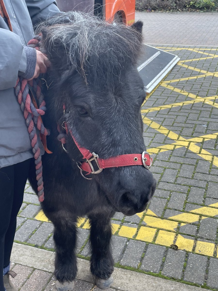 Babington_Safe's tweet photo. Goodbye Buster and Co  😞 We will miss you. Thank you to #thewayofthehorse #equinetherapy for all the support you have given our students over the years #lwlat #babingtonacademy #proudtobebabington https://t.co/HzRzovw20L