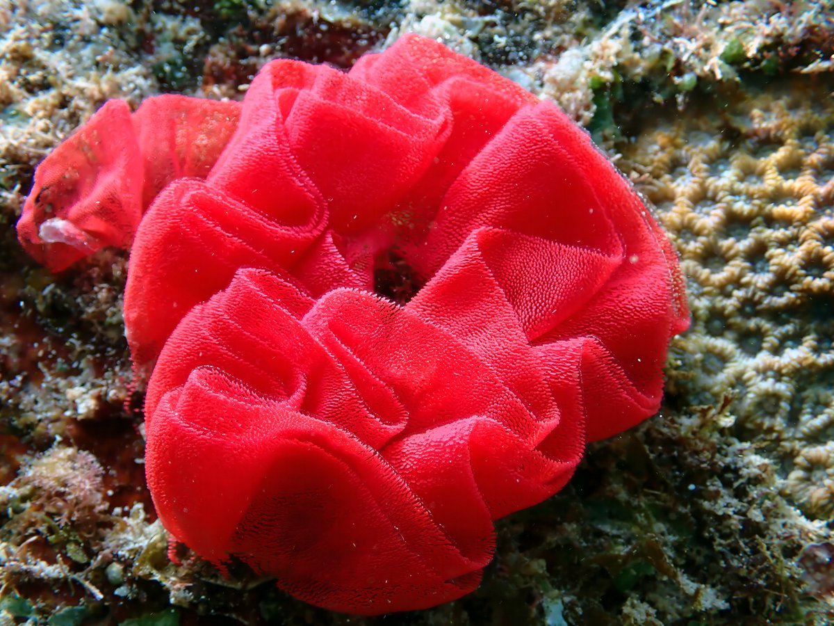 #underwater #beauty Sea rose 🌊🌹on the #Reef  - This ribbon-like assemblage is the eggs of the Spanish dancer (Hexabranchus sanguineus) #nudibranch a large and colourful #sea slug. 
📷 Zoe Stimpson, Baie Ternay MNP #Seychelles  - LEAP  Project
1/1
 
#ocean #biodiversity
