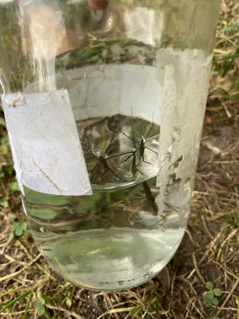 Two__D's tweet photo. [#Formationnaturaliste]
Le 13/10/2023, nous avons visité le marais des trois vaches à #Longueau 💧🦟 
Pour découvrir la #faune qui habite le #marais, nous avons fait une session de pêche au filet, c'est dingue toute la #vie qui se cache sous l'#eau ! 💚
https://t.co/OmSmdGPuJ1 https://t.co/clh8Ea7VuS