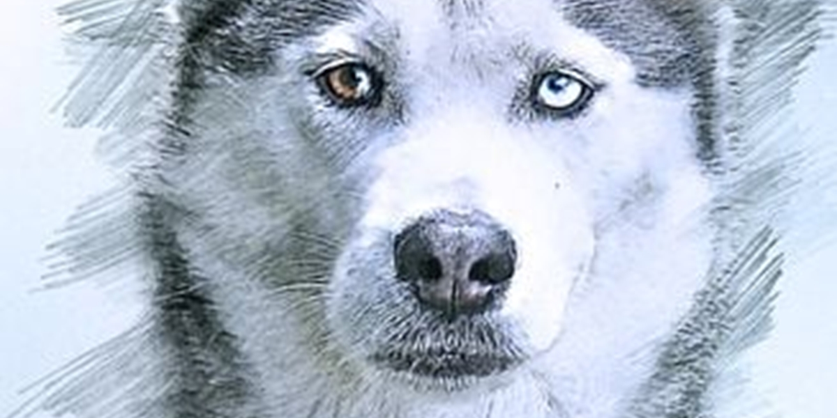 Siberian Husky: A Complete Guide

Siberian Huskies are one of the most well-known dog breeds. But are they the right dog for you?

webstories.today/watch/siberian…

#dogs #husky