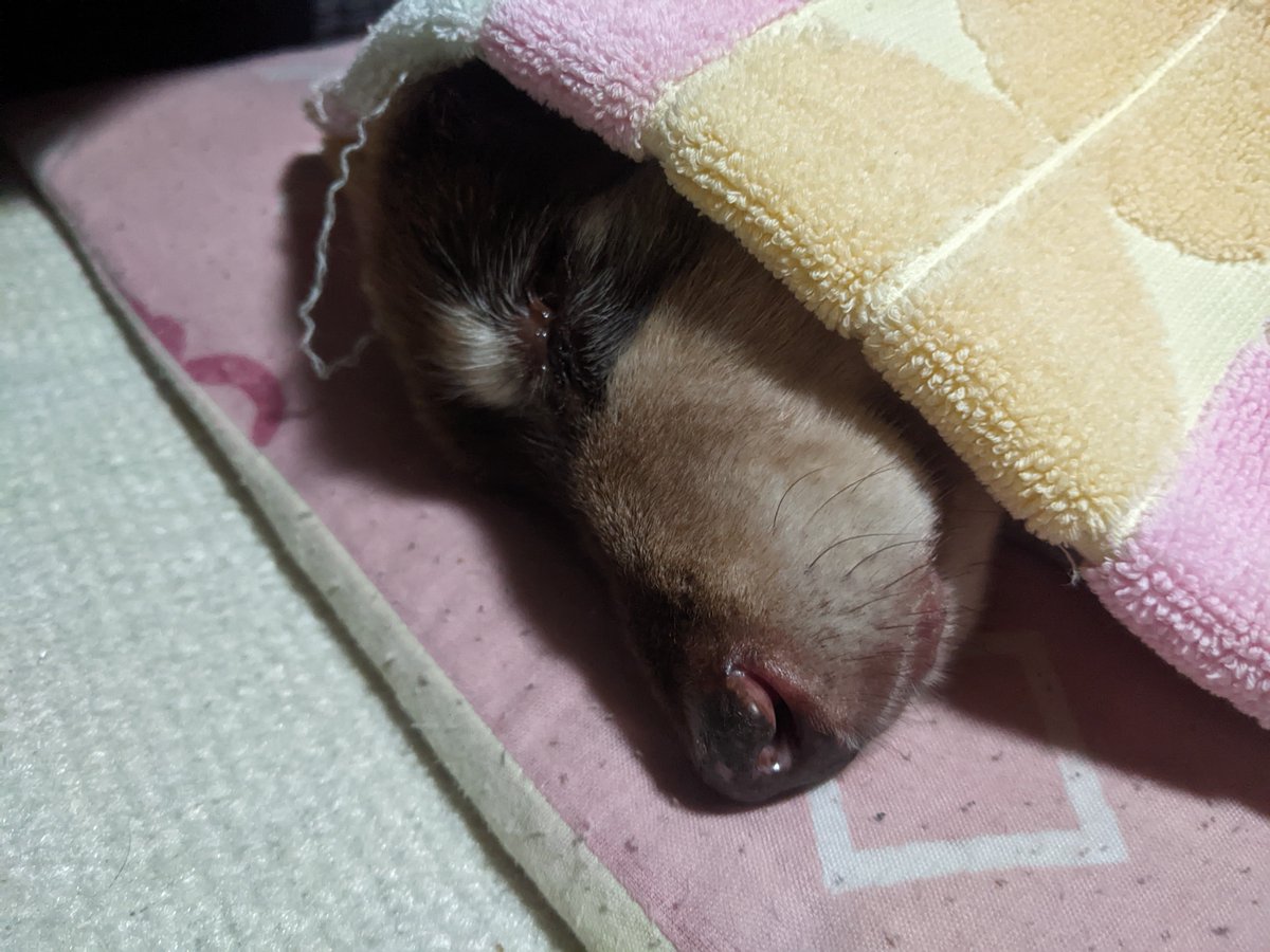 鬼ころしのウィリー tweet media