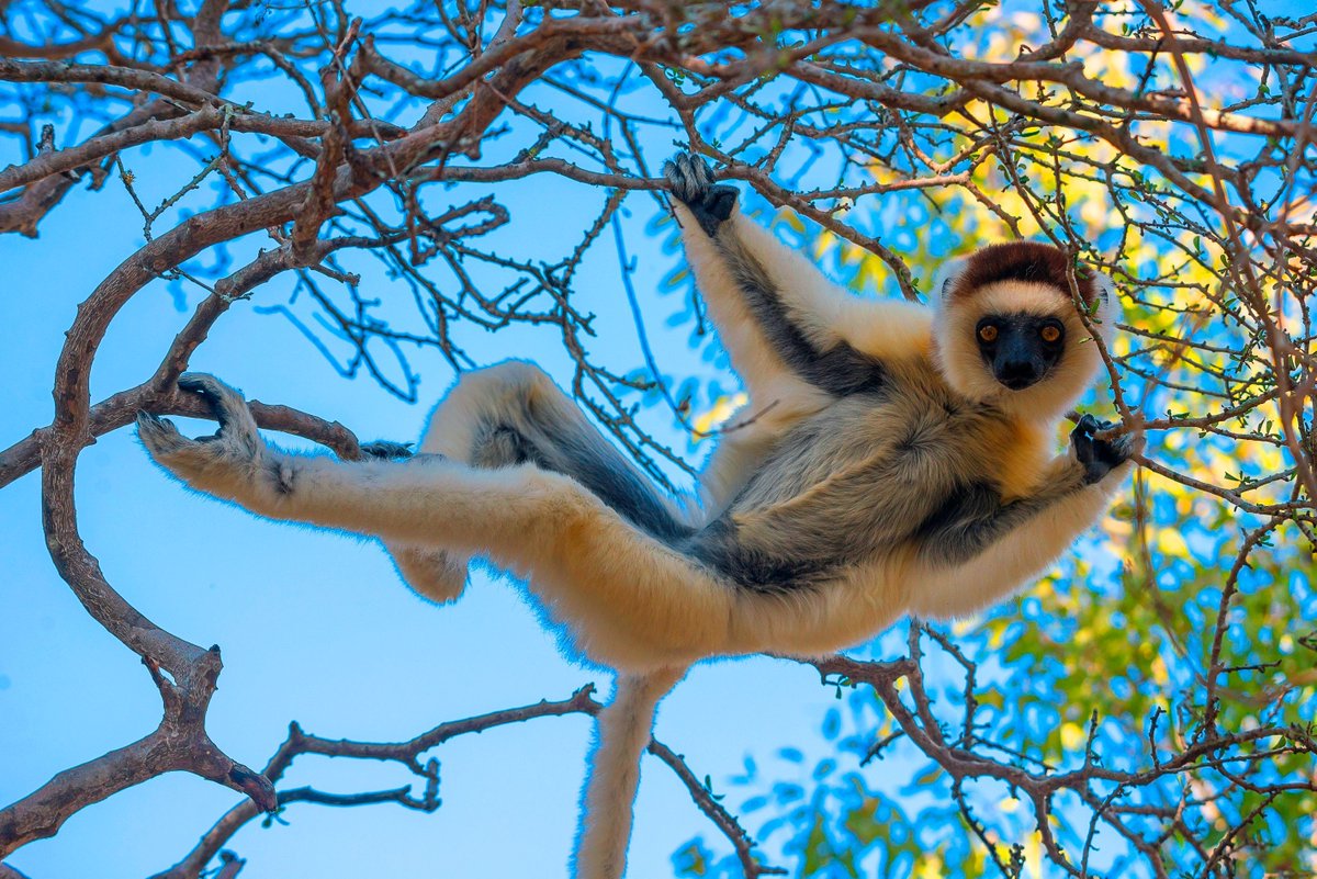 Are you looking for authentic places? Madagascar has a lot to offer. Come for a romantic escape in the middle of nature.

buff.ly/3puNgDV 

#VisitMadagascar #MadagascarAdventure #ExploreMadagascar #MadagascarTravel #DiscoverMadagascar #MadagascarMagic #IslandEscape