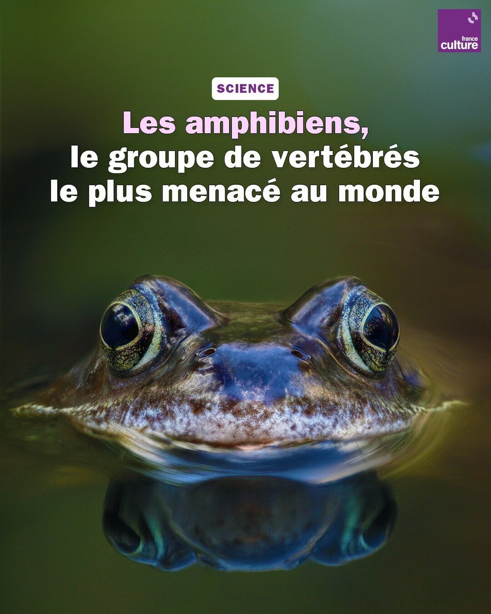 Grenouilles, crapauds, salamandres... Près de 40 % des espèces d’amphibiens sont en danger d’extinction. ➡️ l.franceculture.fr/RUp