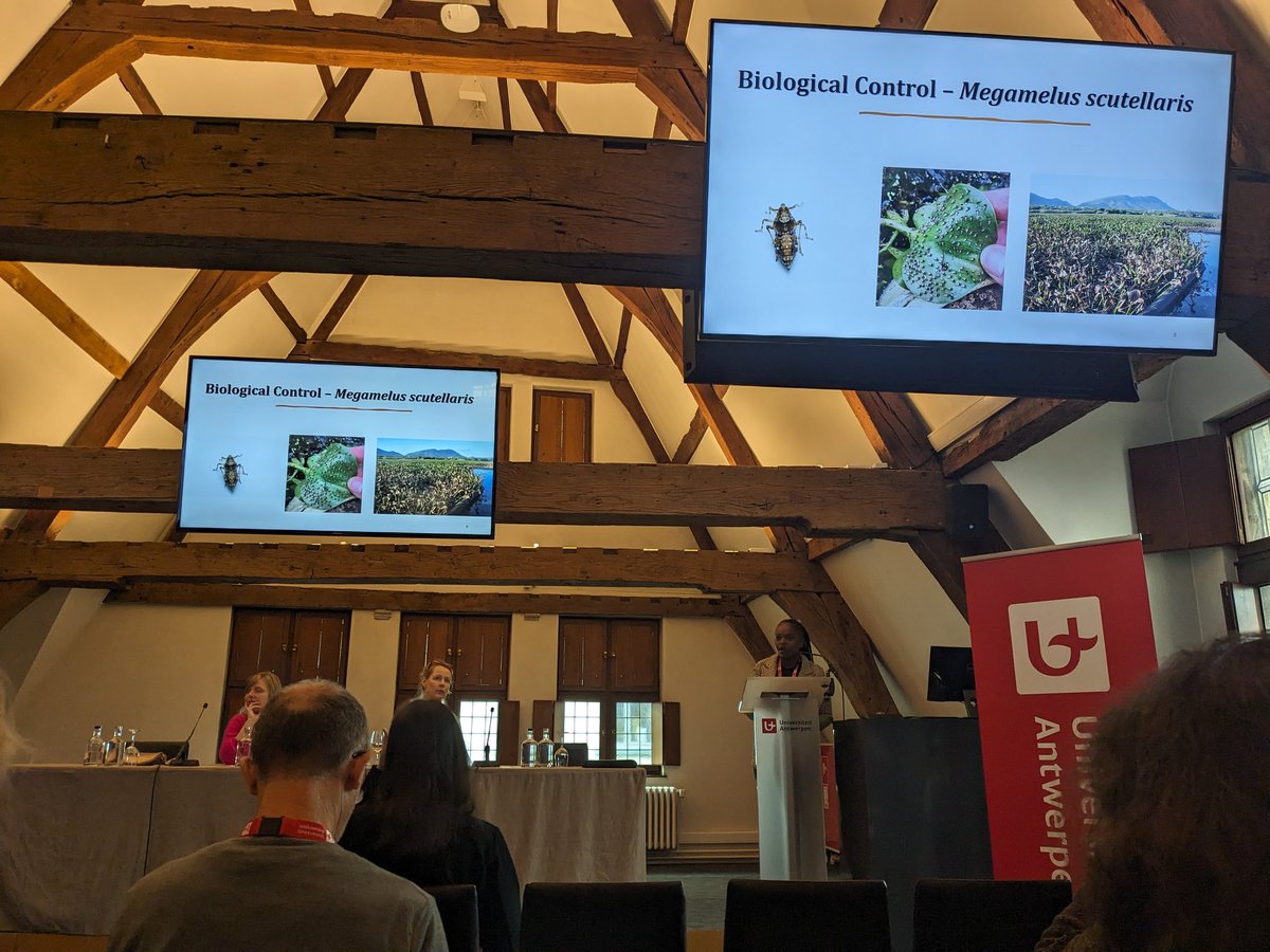 WildCoLab Leiden (@wildcolableiden) on Twitter photo <a href="/Tressia_Chiko/">Tressia_Chikodza</a> up next and gave an awesome presentation on her masters project at <a href="/RhodesUniCBC/">Centre for Biological Control</a> Common Salvinia becomes a stronger competitor when water hyacinth is subject to biocontrol #aquaticplants2023 #invasivespecies #ecology <a href="/Tressia_Chiko/">Tressia_Chikodza</a> up next and gave an awesome presentation on her masters project at <a href="/RhodesUniCBC/">Centre for Biological Control</a> Common Salvinia becomes a stronger competitor when water hyacinth is subject to biocontrol #aquaticplants2023 #invasivespecies #ecology