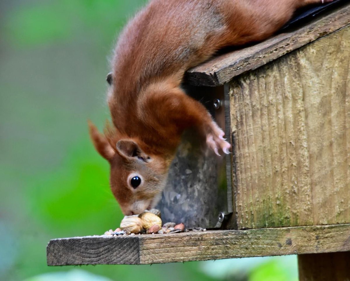 Another fantastic Photo by Brian Kitt 
Our red squirrels are endangered , Penrhos is one of the pockets  of woodland on YnysMôn /Anglesey where they are thriving!   I’m not sure that destroying 27acres of this woodland  would be beneficial to the red squirrels ! with up to 2000