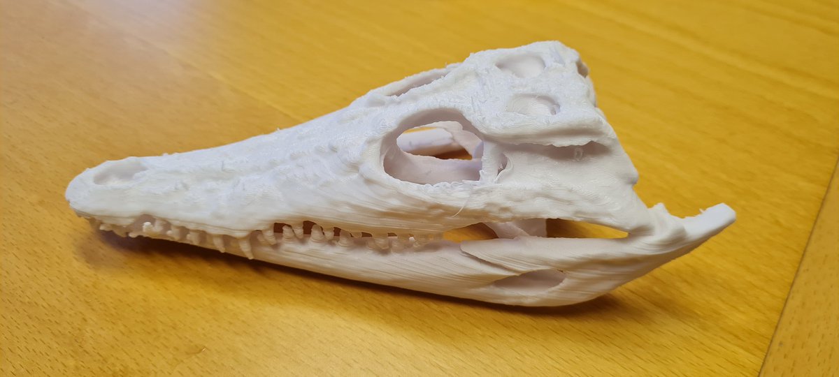 Very excited to see how the 3d print of our Tasmanian Devil skull looks like compared to our American crocodile. The <a href="/BPIuniofnotts/">thebpiuniofnotts</a> 3d scanning is going well.<a href="/Nat_SCA/">NatSCA</a> <a href="/NHM_London/">Natural History Museum</a> @aardvarknsefce <a href="/LinneanSociety/">The Linnean Society of London</a>