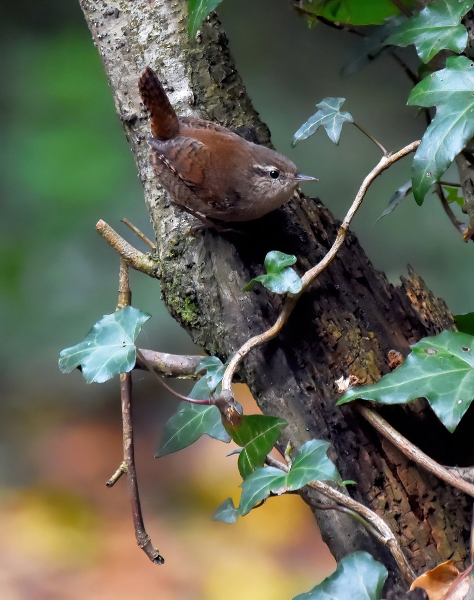 I think once a week I'm going to ask you, my wonderful followers, to kindly retweet a specific photo.🙏
 This is to help my account be seen by the people who actually follow me!🐦
  So if you follow me &amp; you see this 'Wren &amp; ivy' pic, please retweet it. 🙏😊🐦
 Thank you! ♥️