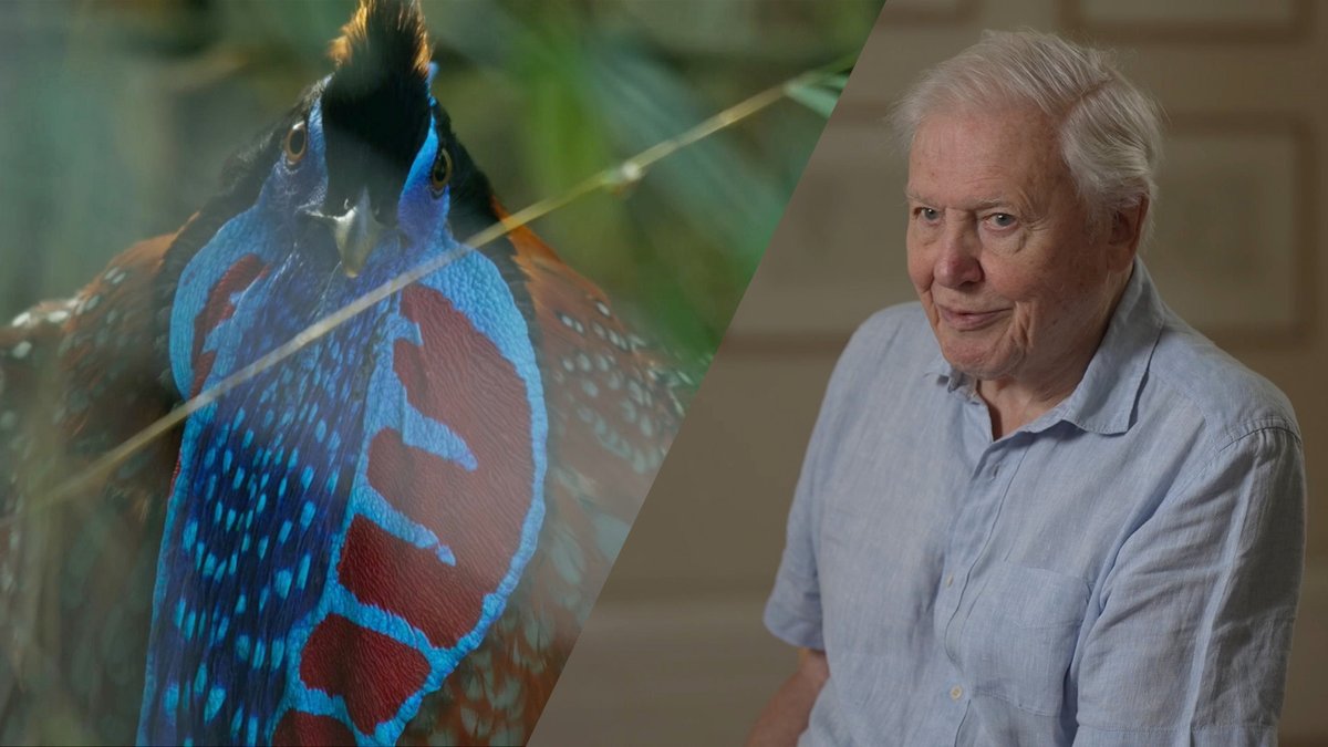👀 Those are some fine feathers! 🦜 Here’s what Sir David Attenborough has to say about the mesmerising bird courtship in Sunday's #PlanetEarth3, as a tragopan woos its mate Watch ▶️ bbc.in/47eKqqT