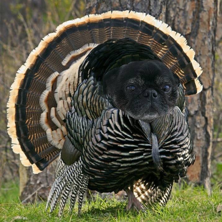 Thanksgiving is almost here. Time to pull out photos of Chuck the Pug (senior and junior) and his friends preparing for Thanksgiving 🐾❤️ #pugmommy #pugdaddy #pugs #instapugs #seniorpug #pug #pugsofinstagram #puglicious #puglove #lovepug #puglife #puglove #instapug