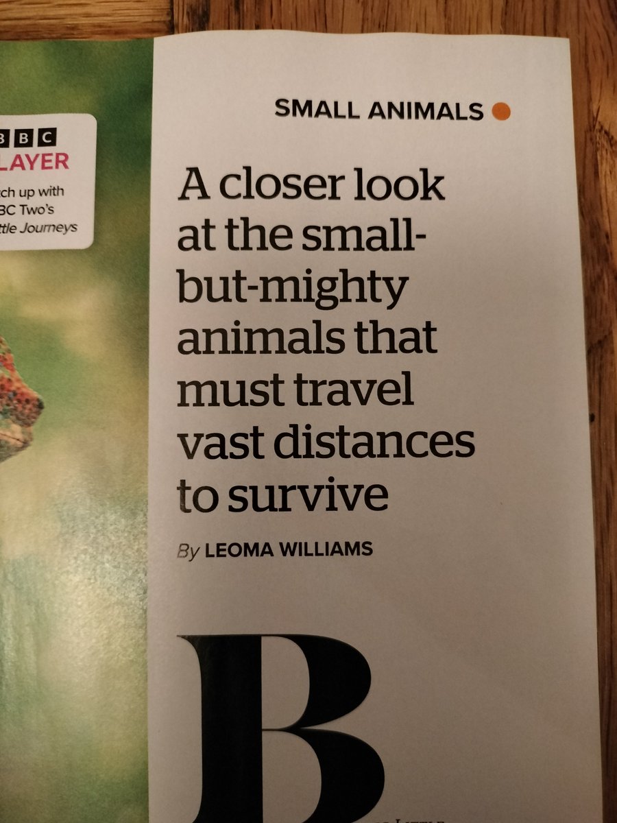 My first BBC Wildlife cover story 😍 Be sure to check out Big Little Journeys on BBC2, some really amazing (and adorable) animal stories! Then read my article to find out about even more tough little animals. 

<a href="/bbcwildlifemag/">BBCWildlifeMagazine</a> #biglittlejourneys #bbc2 #bbcwildlife