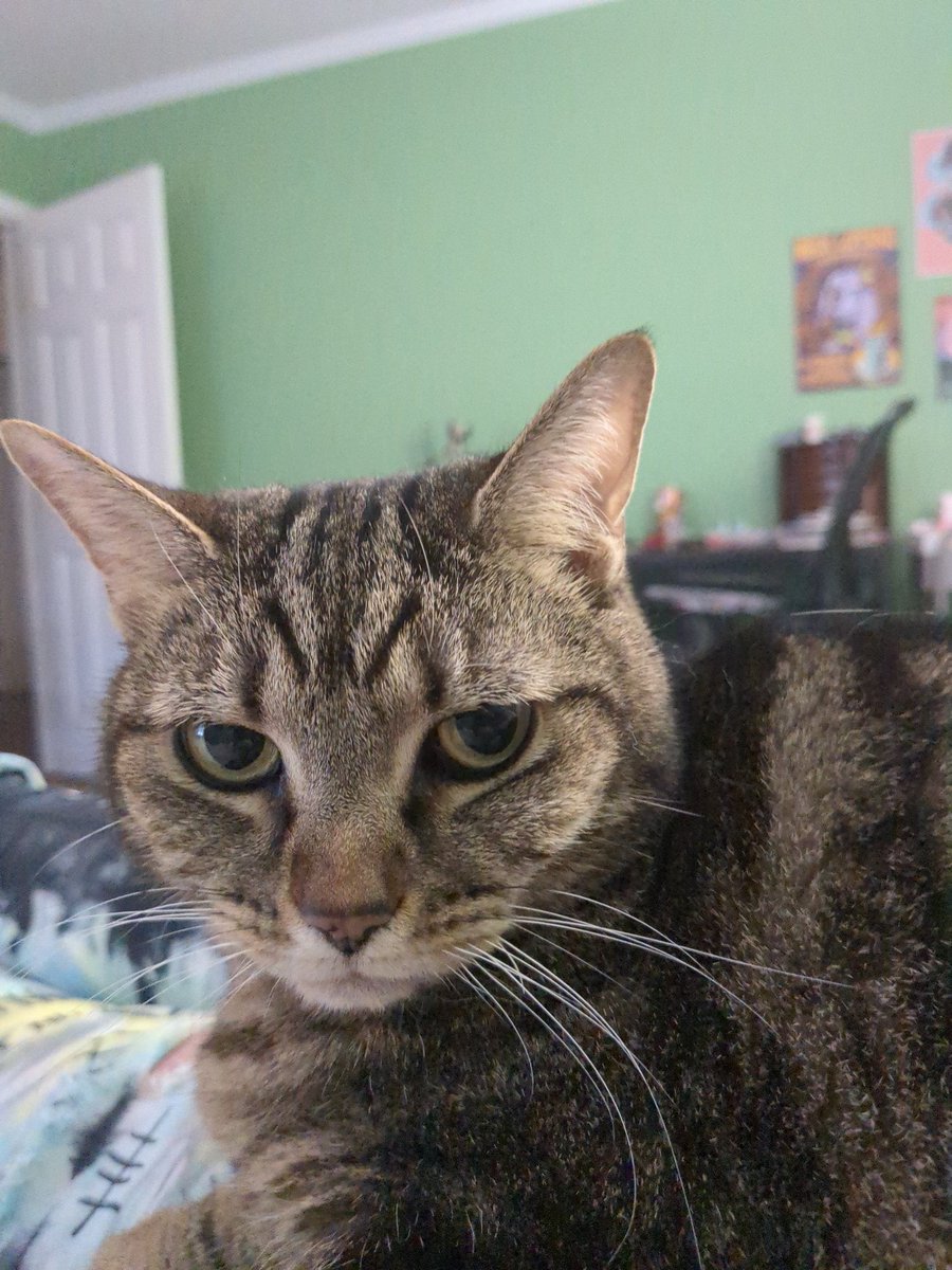 CirraCat's tweet photo. @StarbornNebula I offer cat for your time. https://t.co/Jj4T2VVeNv
