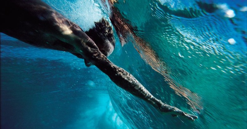 surfertoday's tweet photo. He saved hundreds of lives at Pipeline for 30 years and surfed big waves. Meet Mark Cunningham, the greatest bodysurfer of all time who loves long rides.
#markcunningham #bodysurfer #bodysurf #bodysurfing #surf #surfing
