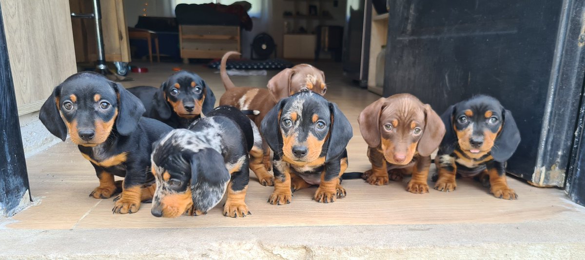 El colectivo de salchichitas se pronunció a favor de UxP "No es tiempo para Cockers " dijo la líder.