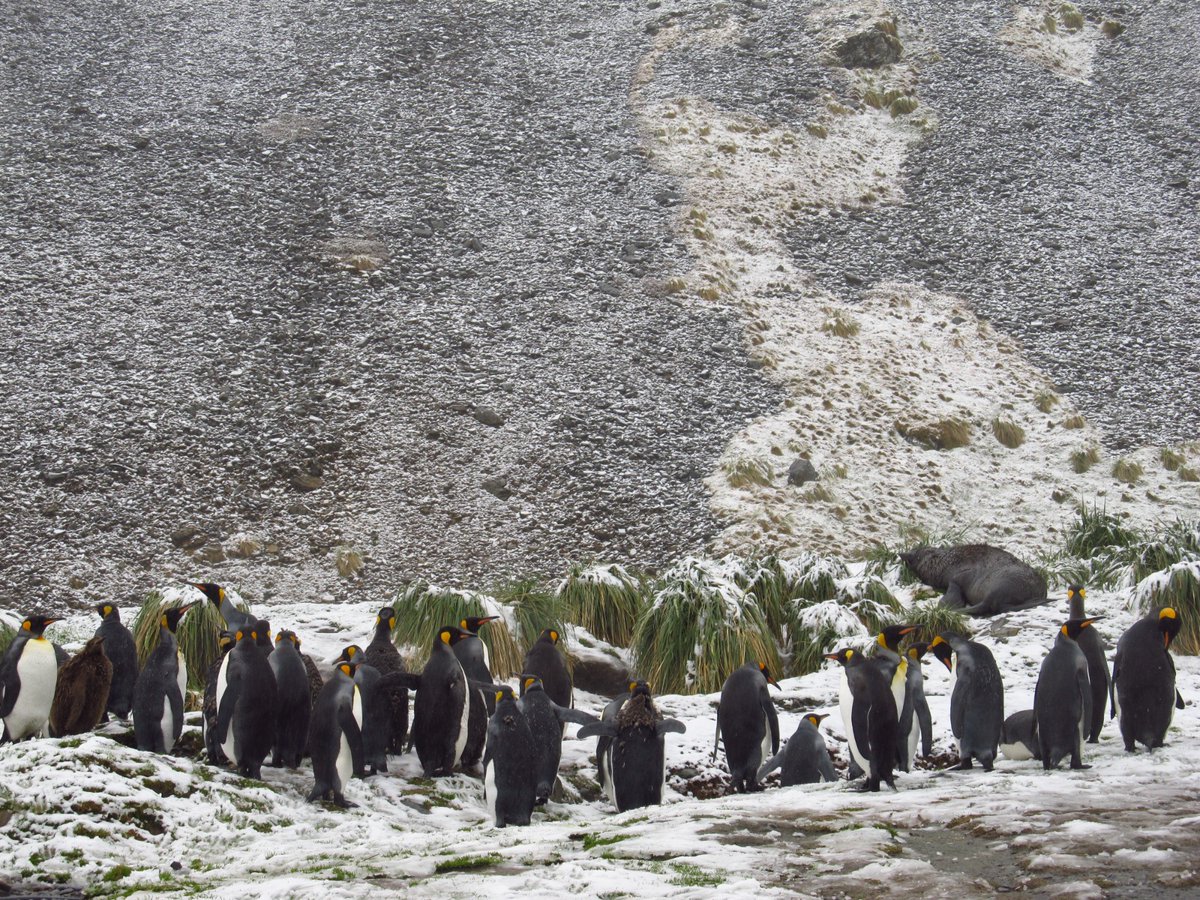 The first team member has arrived to #SouthGeorgia to some atmospheric conditions at King Edward Point! 🐧🐧🐧 #FridayFeeling #Whales #Penguins 📷Nico Lewin