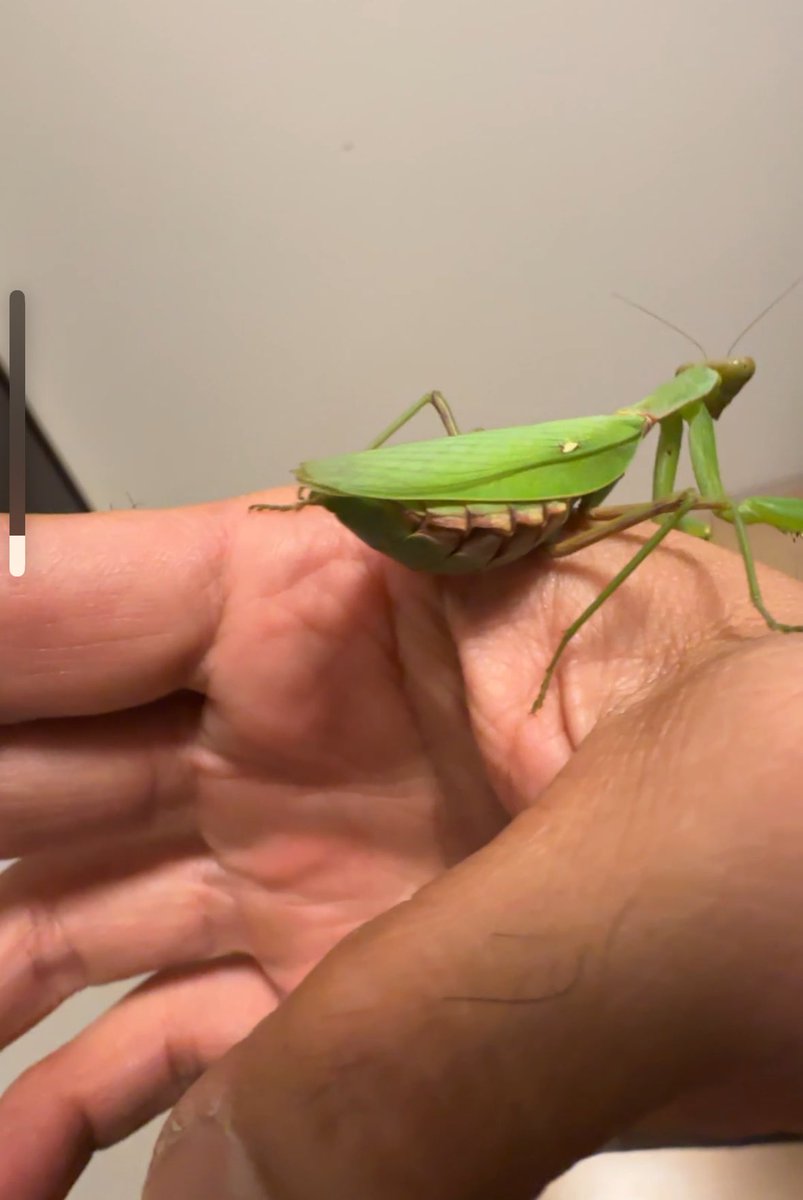 gg_ysd's tweet photo. 季節ハズレのハラビロカマキリ。
お腹膨らんでたんで、ハリガネ？？
と思った次の日、カゴの天井に🥚付いてました❕
#ハラビロカマキリ 
#かまきり 
#はりがねむし https://t.co/uUvSSbHdOT