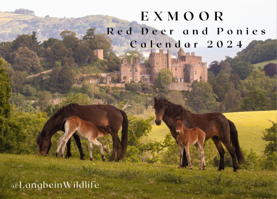 🦌EXMOOR RED DEER AND PONIES CALENDAR 2024 🐴 We are delighted to share Jochen's (one of our Alfred Vowles winners) 2024 calendar of his fantastic work. Available to order now at: langbeinwildlife.org/shop