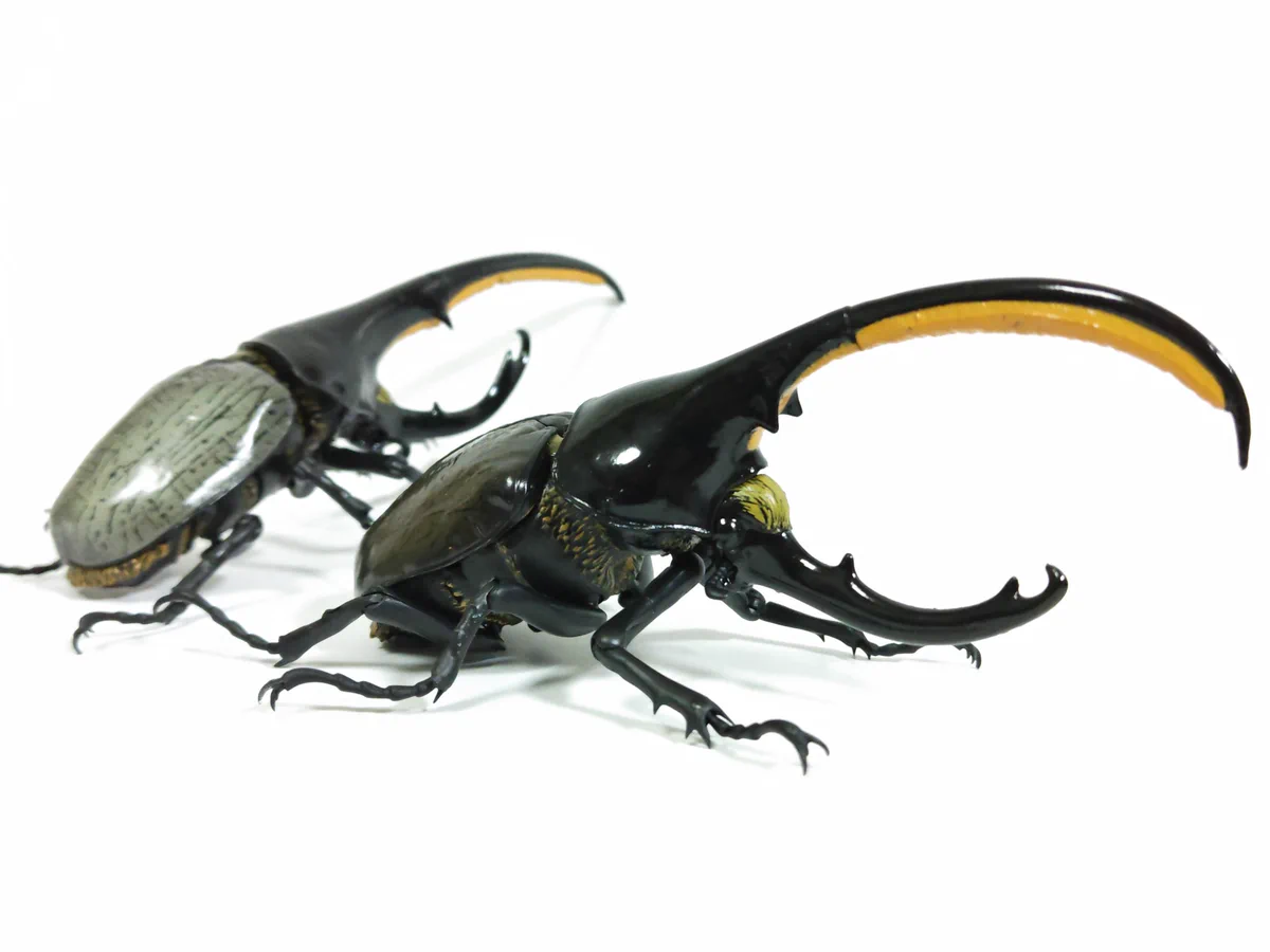 gabongi on X: 