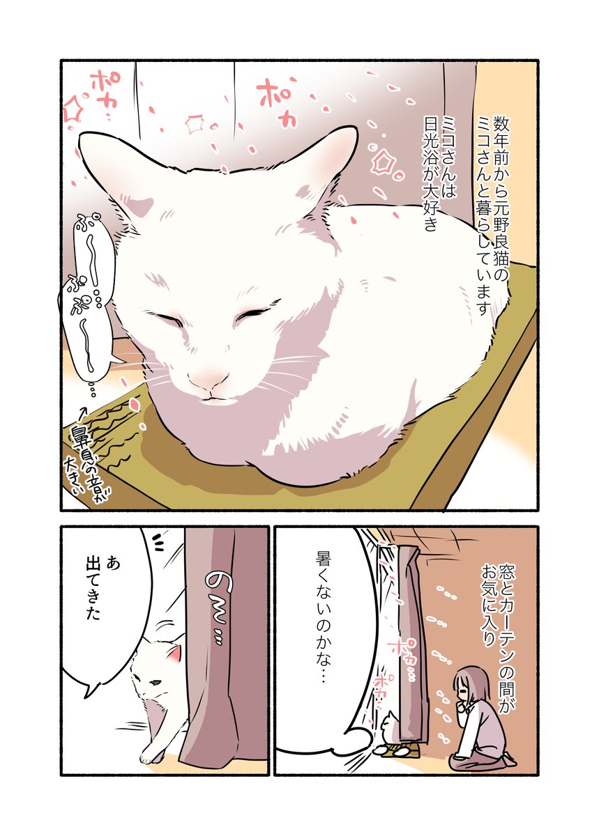 猫は冬でも温まるのがうまい話(1/2)
#漫画が読めるハッシュタグ 
#愛されたがりの白猫ミコさん 