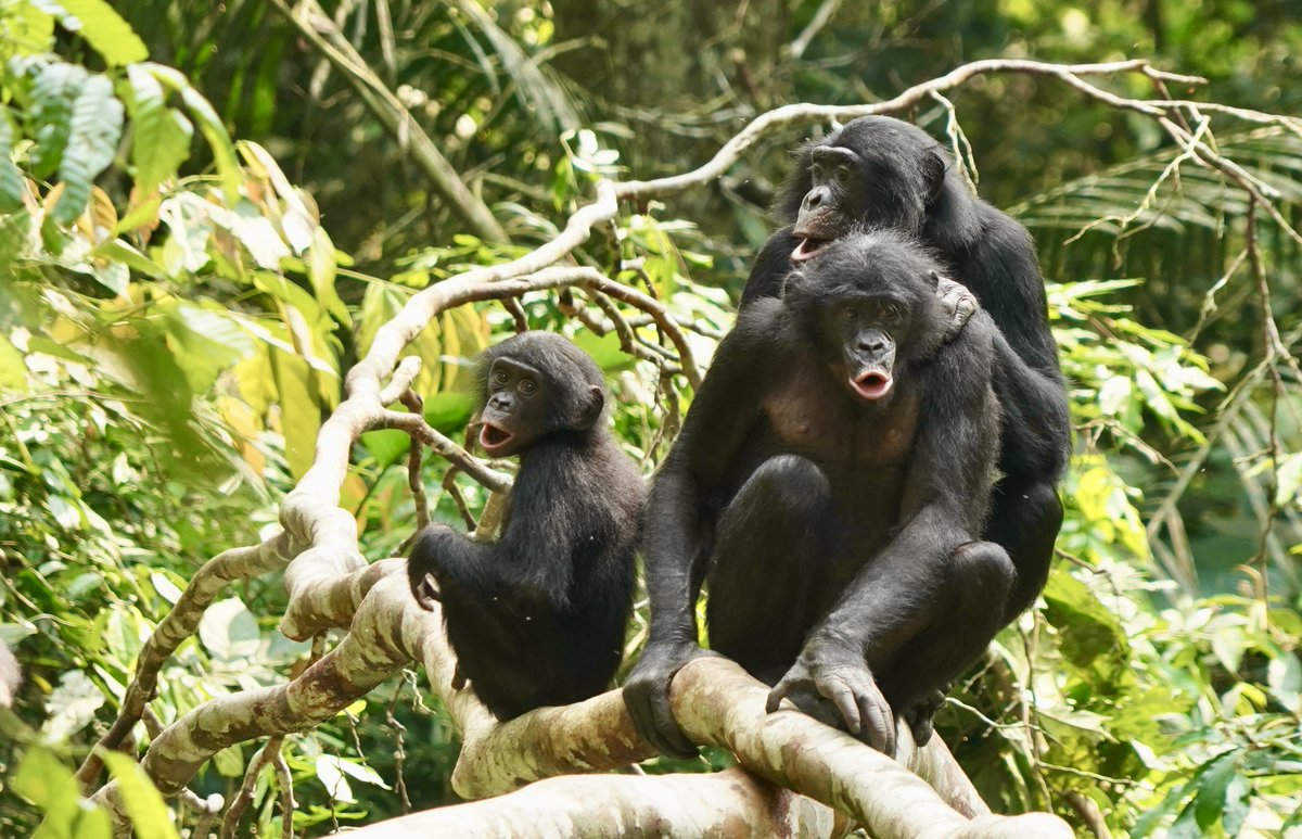 Congratulatory high HOOTS to @Lirsamuni &amp; Martin Surbeck on this fantastic work! Out today in <a href="/ScienceMagazine/">Science Magazine</a>. Kokolopori bonobos maintain strategic cooperative exchanges between social groups 
science.org/doi/10.1126/sc…
<a href="/HarvardHEB/">Harvard Department of Human Evolutionary Biology</a> <a href="/DPZ_eu/">Primatenzentrum DPZ</a>