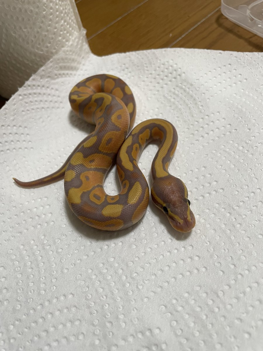 chiko2300416's tweet image. オレンジこいーねぇ🍊