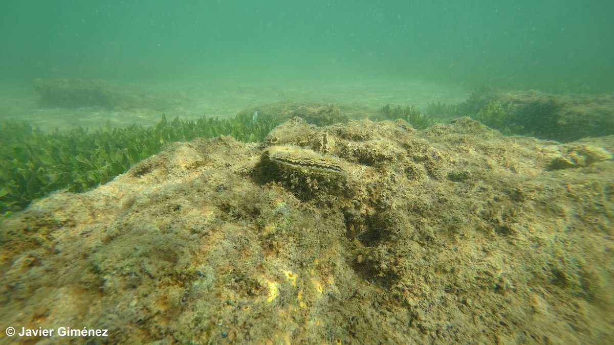 IEOoceanografia's tweet photo. El #IEO presenta en Holanda los avances en la recuperación de ostra plana del Mar Menor 🦪

La producción por primera vez de semilla y los primeros datos sobre su crecimiento y capacidad de extracción de nutrientes son parte de los resultados.

➡️ https://t.co/jxDn9VWa4a https://t.co/L3RX9BnjUp