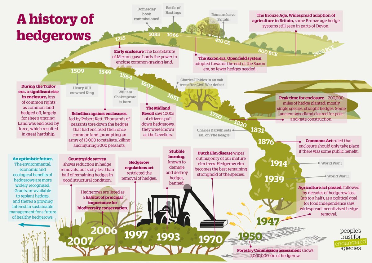 🌿 Dive into the rich tapestry of the UK's #Hedgerow #History! 🌳 Our iconic hedgerows are cultural and historical treasures defining our countryside. 🚜 
Our partners <a href="/ptes/">People's Trust for Endangered Species</a> created this infographic detailing their fascinating history. Find out more 👉 buff.ly/3QE8YlO