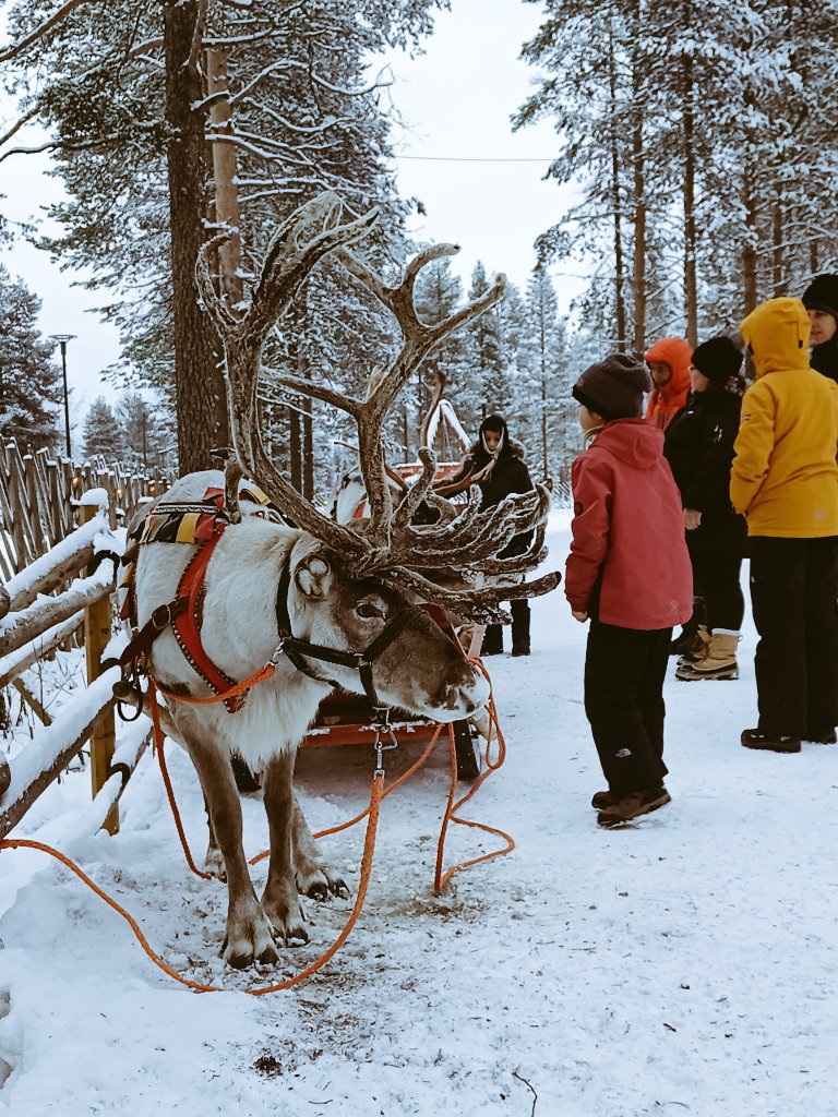 Santa Claus reindeer. #Lapland #Rovaniemi #Finland #Tourism