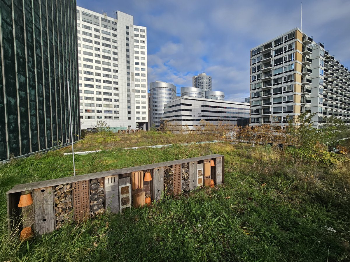 milieucentrum's tweet photo. Op #smc23 #dakentour vandaag naar twee nieuwe grote Rotterdamse #groenedaken. Op de voormalige vrachtwagenoprit van 't #Groothandelsgebouw en 't dak op @deDoelen (met 'n giga waterbergingscapaciteit 💧). #Stadsmakerscongres 2023. https://t.co/YdN0uHAcMU