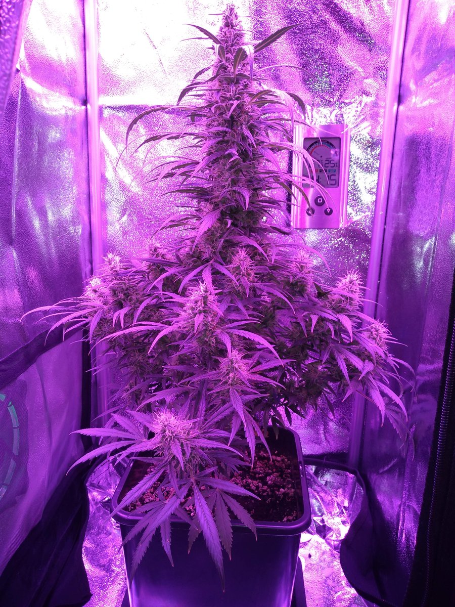 royalqueenseeds's tweet photo. Growing tip 🌱 Start autoflowers in their final containers, do not transplant them! https://t.co/RDM3CR9w29