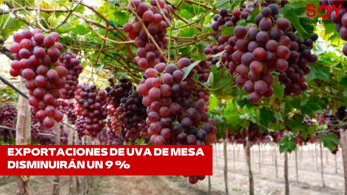 IndependientSoy's tweet image. 🍇 Según la Asociación de Productores de #uva de mesa del #Perú (#Provid), las exportaciones de uva de mesa disminuirán un 9 % en la campaña 2023-2024. 👉🏻 n9.cl/qqdd3