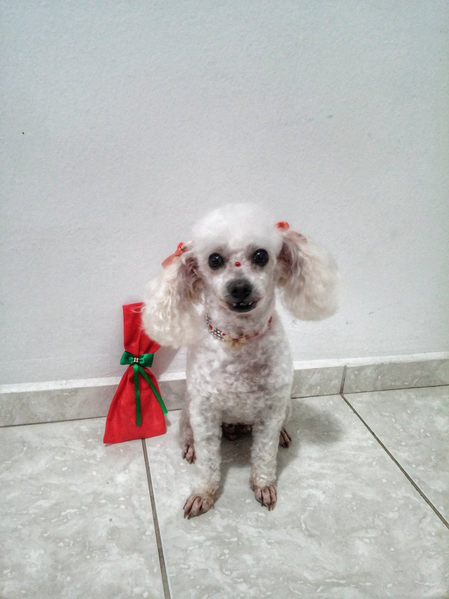 sandrinhod2's tweet photo. Minha dog já até ganhou presente natal adiantado 😂😂 https://t.co/zoiYSHc5hA