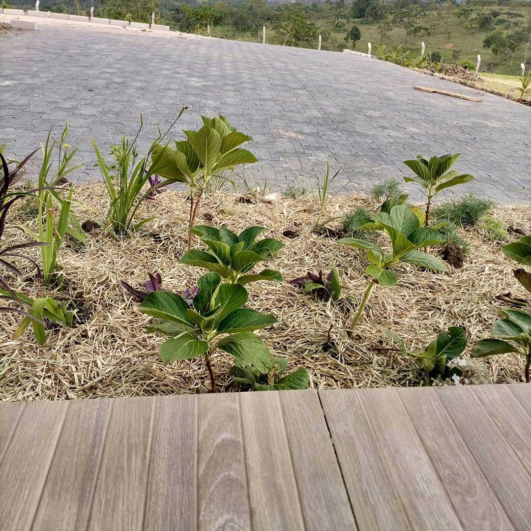 EcomiceM's tweet photo. Experience fewer weeds, improved soil moisture, and enhanced plant health. Mulching not only beautifies your landscape but also reduces maintenance, giving you more time to enjoy your lush paradise. 🌿🏡 
https://t.co/Y3viTTKwey
0778623536
Uganda

#mulch #landscaping #lawncare https://t.co/dLpJldyU8b