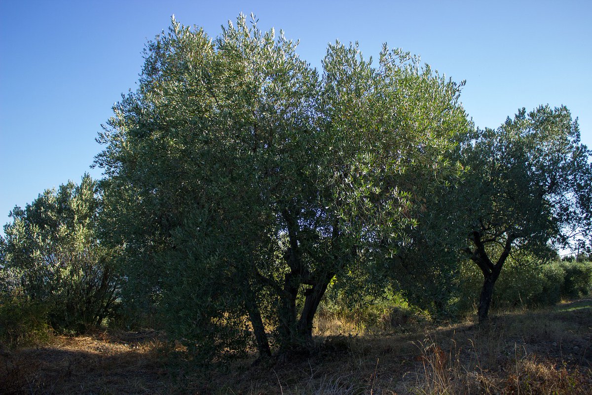 OleoRevista's tweet photo. 🤔El sector italiano del aceite de oliva firma un pacto ético-social en defensa de la olivicultura
👇👇
@Cia_Agricoltura , #AIFO, #AFP, Consorzio Oliveti d'Italia, #FOI, #FIOQ , #UNAPOL, #ASSITOL
https://t.co/66LRMMNi2D https://t.co/h4bW3Y1PQJ