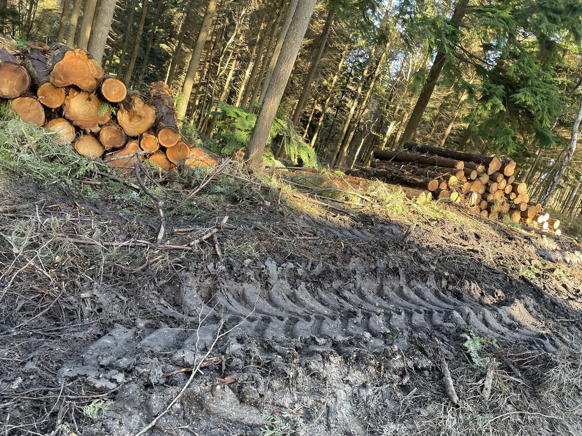 maxxxdyer's tweet photo. All this forestry work being carried out at Limpsfield Chart is ruining the landscape and cutting down so many hundreds of healthy trees seems a bit excessive @nationaltrust https://t.co/9h6vD55oP5