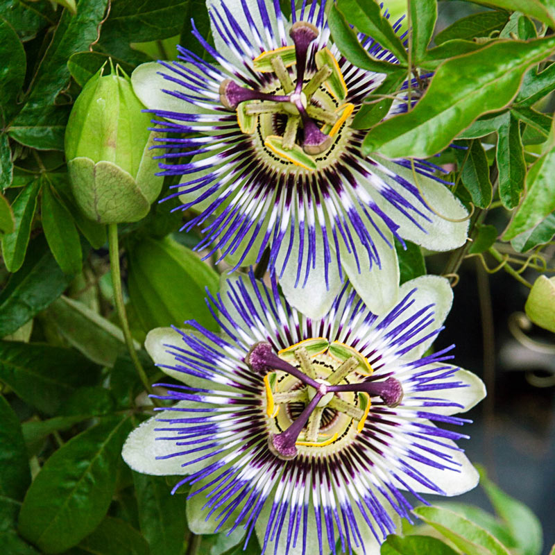 gransgardenseed's tweet photo. Beautiful flowering vines to grow in your garden. Seeds from https://t.co/f39KZfTdOx
#gardenseeds #flowerseeds #trellisvine #ArborVines #privacyfencevines #magicalgardens #pollinatorgarden https://t.co/sK7OSh57iq